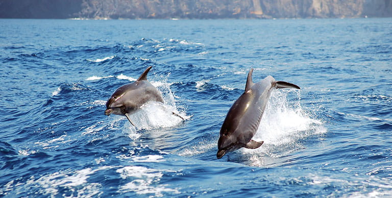 Dolphins seen off the coast of Tenerife